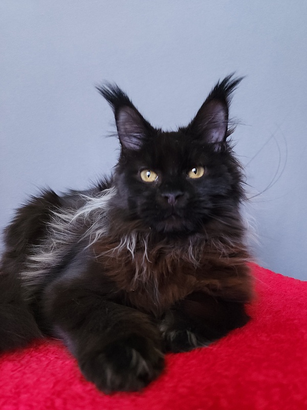 Golda Akbars  (polydactyl 66/66) - Kitten maine-coon 6 months 2 weeks