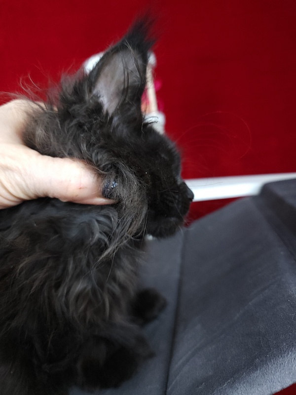 Golda Akbars  (polydactyl 66/66) - Kitten maine-coon 2 months 1.5 week