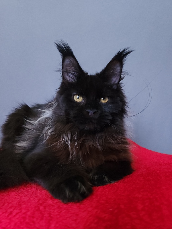 Golda Akbars  (polydactyl 66/66) - Kitten maine-coon 6 months 2 weeks