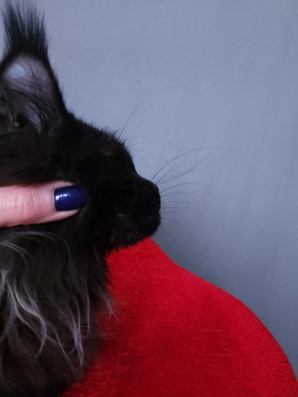 Golda Akbars  (polydactyl 66/66) - Kitten maine-coon 6 months 2 weeks