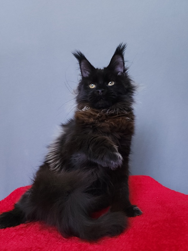 Golda Akbars  (polydactyl 66/66) - Kitten maine-coon 6 months 2 weeks