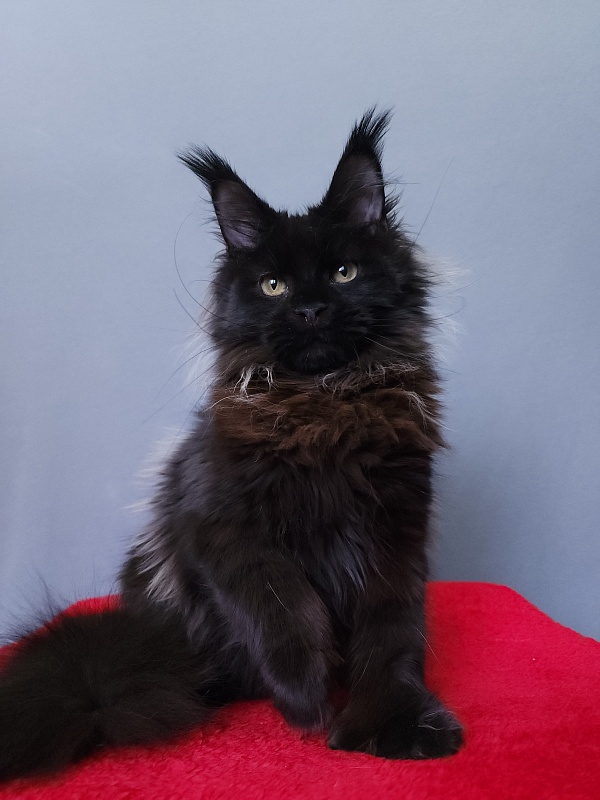 Golda Akbars  (polydactyl 66/66) - Kitten maine-coon 6 months 2 weeks