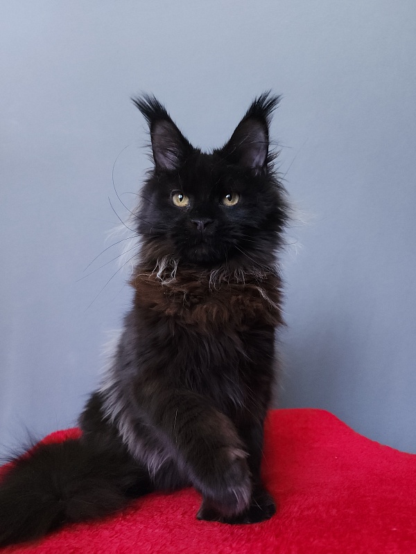 Golda Akbars  (polydactyl 66/66) - Kitten maine-coon 6 months 2 weeks