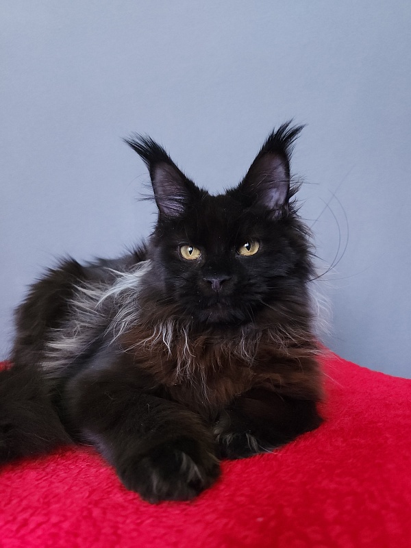 Golda Akbars  (polydactyl 66/66) - Kitten maine-coon 6 months 2 weeks