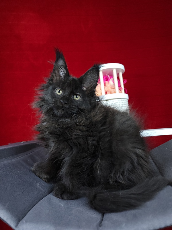 Golda Akbars  (polydactyl 66/66) - Kitten maine-coon 2 months 1.5 week
