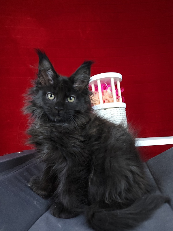 Golda Akbars  (polydactyl 66/66) - Kitten maine-coon 2 months 1.5 week