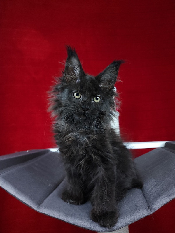 Golda Akbars  (polydactyl 66/66) - Kitten maine-coon 2 months 1.5 week