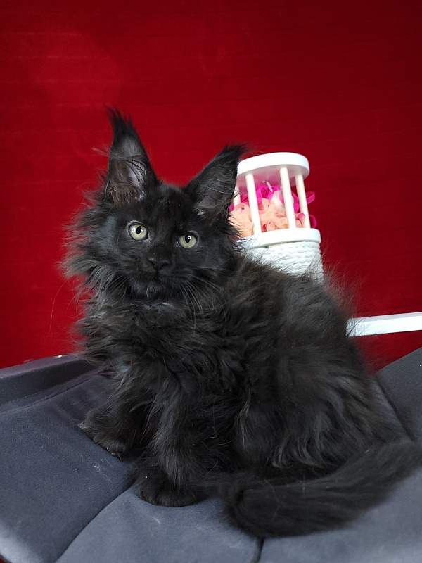 Golda Akbars  (polydactyl 66/66) - Kitten maine-coon 2 months 1.5 week