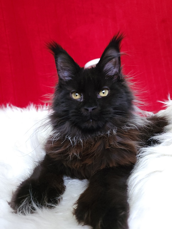 Golda Akbars  (polydactyl 66/66) - Kitten maine-coon 5 months 1 week