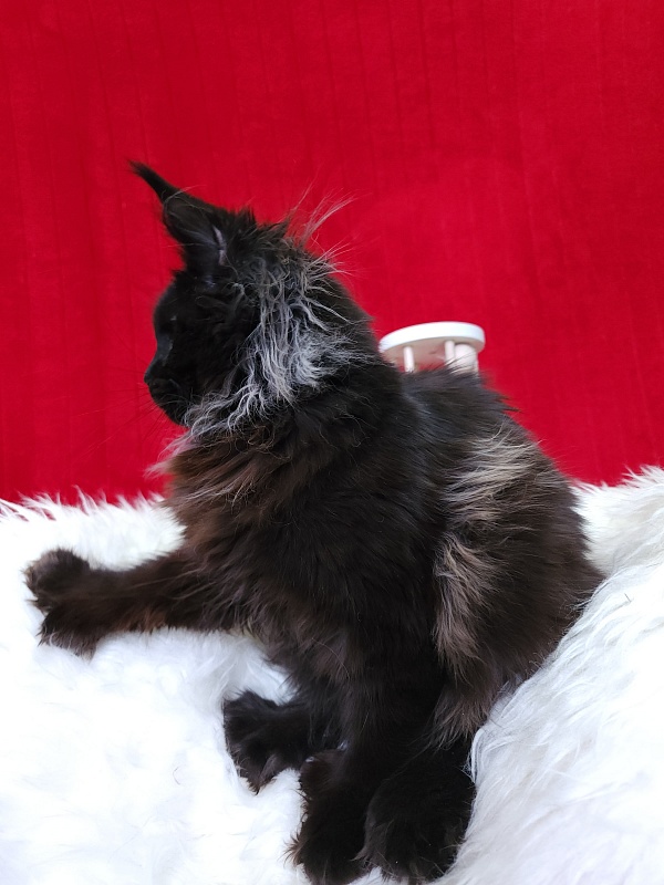 Golda Akbars  (polydactyl 66/66) - Kitten maine-coon 5 months 1 week