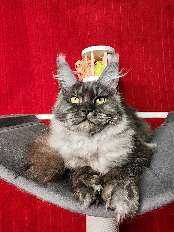 Gamma Kitty Akbars  (polydactyl 66/66) - Kitten maine-coon 5 months 1 week