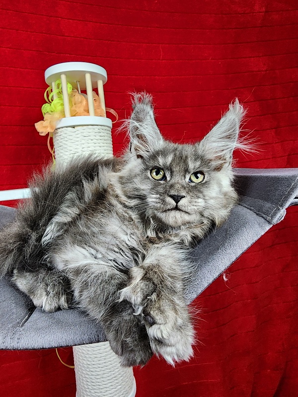 Gamma Kitty Akbars  (polydactyl 66/66) - Kitten maine-coon 2 months 1.5 week