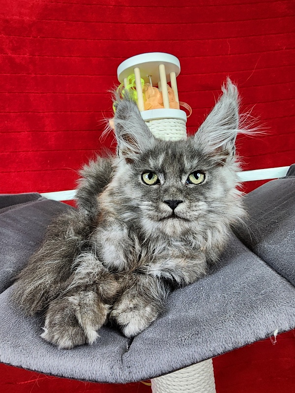 Gamma Kitty Akbars  (polydactyl 66/66) - Kitten maine-coon 2 months 1.5 week