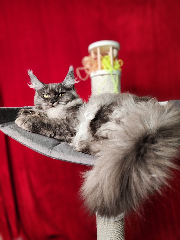 Gamma Kitty Akbars  (polydactyl 66/66) - Kitten maine-coon 5 months 1 week