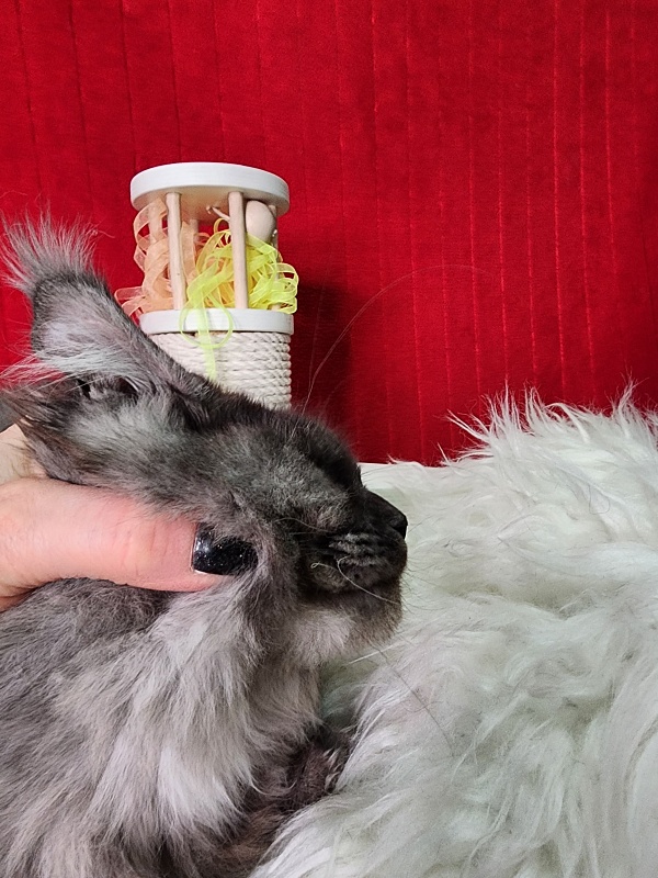 Gamma Kitty Akbars  (polydactyl 66/66) - Kitten maine-coon 5 months 1 week