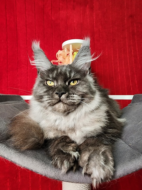 Gamma Kitty Akbars  (polydactyl 66/66) - Kitten maine-coon 5 months 1 week