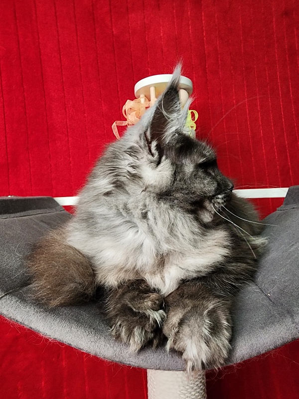 Gamma Kitty Akbars  (polydactyl 66/66) - Kitten maine-coon 5 months 1 week