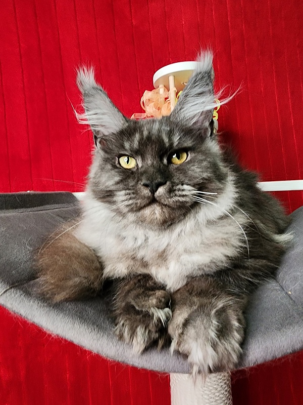 Gamma Kitty Akbars  (polydactyl 66/66) - Kitten maine-coon 5 months 1 week