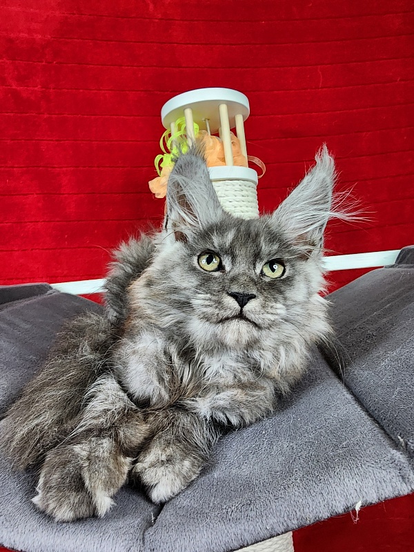 Gamma Kitty Akbars  (polydactyl 66/66) - Kitten maine-coon 2 months 1.5 week