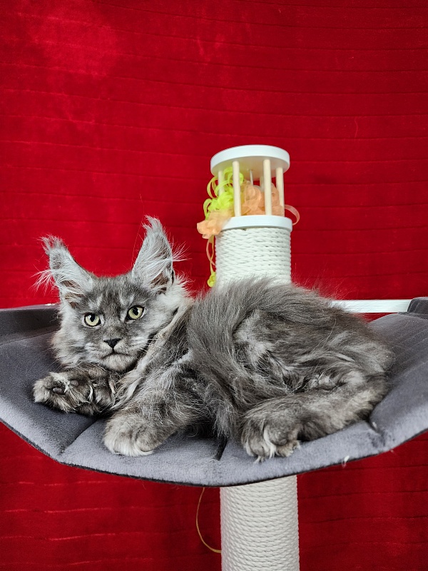 Gamma Kitty Akbars  (polydactyl 66/66) - Kitten maine-coon 2 months 1.5 week
