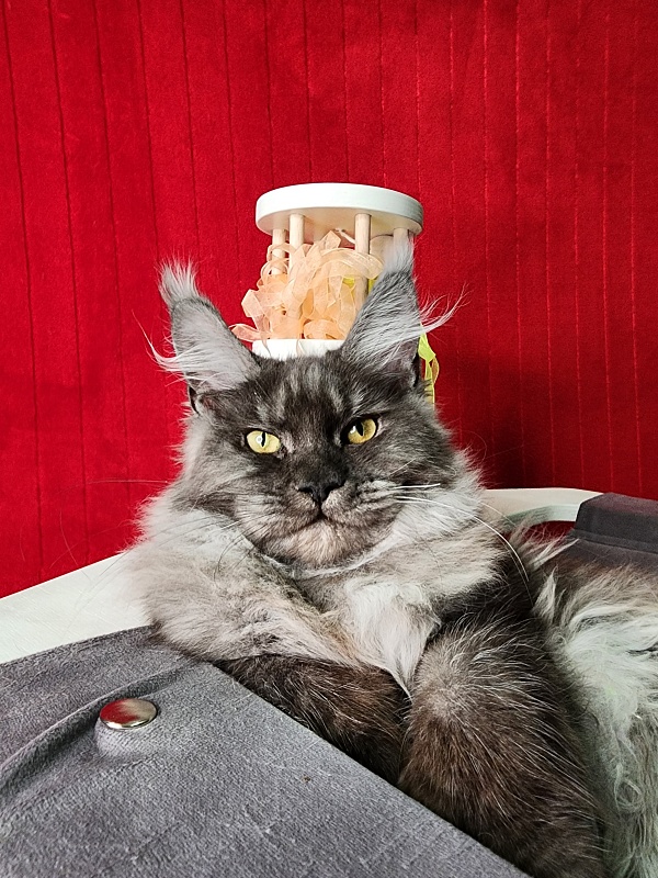 Gamma Kitty Akbars  (polydactyl 66/66) - Kitten maine-coon 5 months 1 week