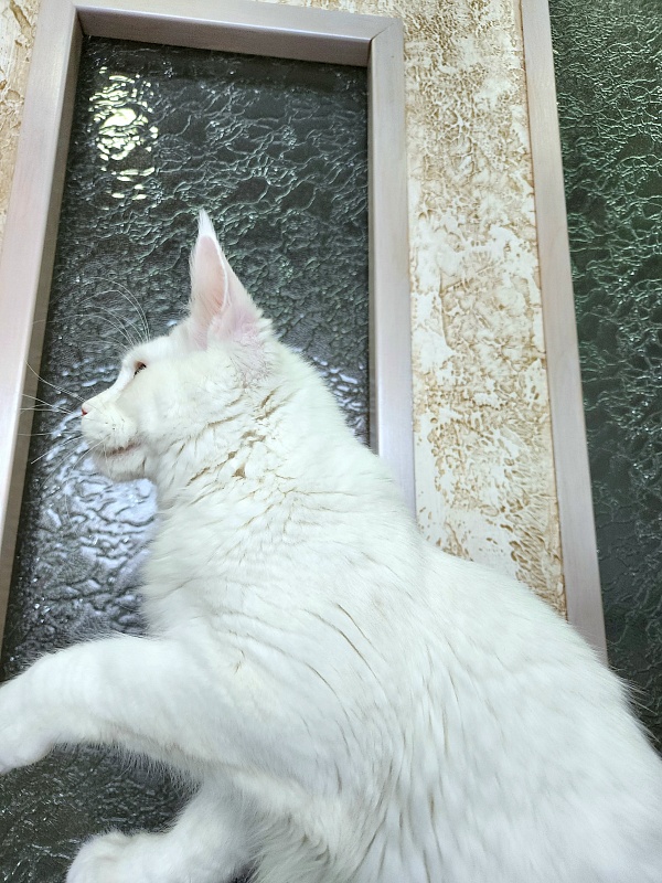 Obelix Cat  Akbars - Kitten maine-coon 6 months 1.5 week