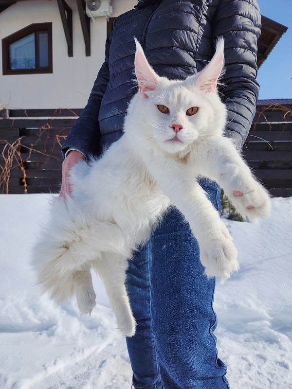 Obelix Cat  Akbars - Junior maine-coon 7 months 1 week