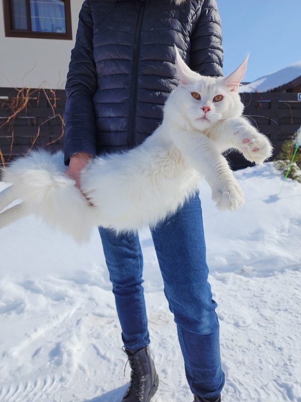 Obelix Cat  Akbars - Junior maine-coon 7 months 1 week