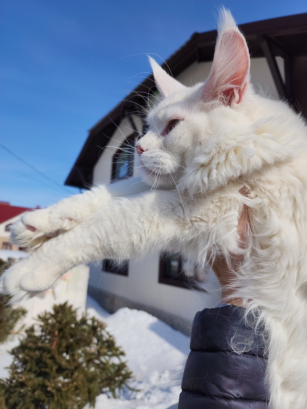 Obelix Cat  Akbars - Junior maine-coon 7 months 1 week