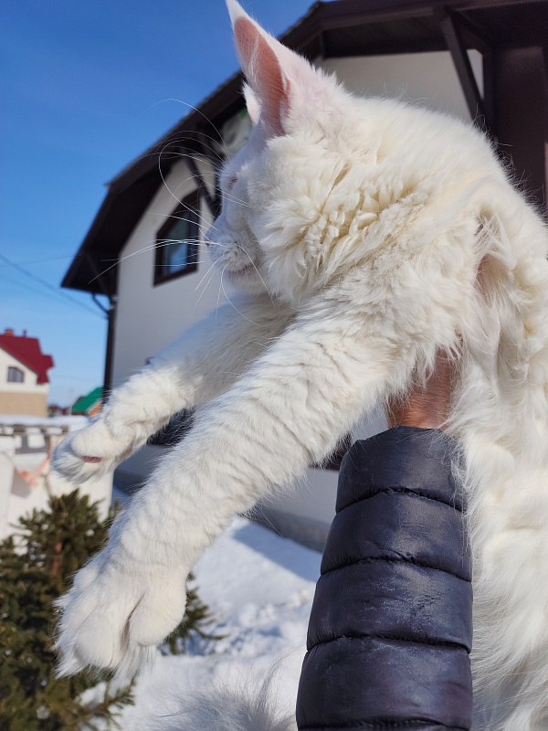 Obelix Cat  Akbars - Junior maine-coon 7 months 1 week