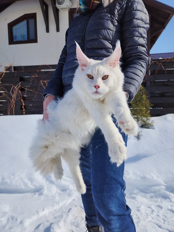 Obelix Cat  Akbars - Junior maine-coon 7 months 1 week