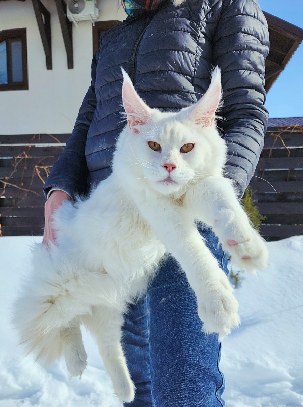 Obelix Cat  Akbars - Junior maine-coon 7 months 1.5 week