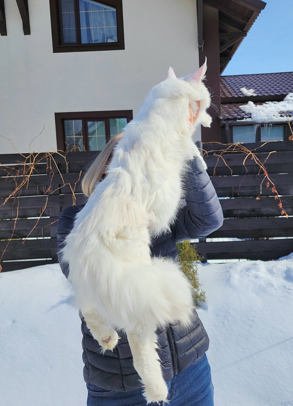 Obelix Cat  Akbars - Junior maine-coon 7 months 1.5 week