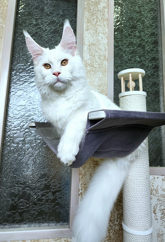 Obelix Cat  Akbars - Kitten maine-coon 6 months 1.5 week