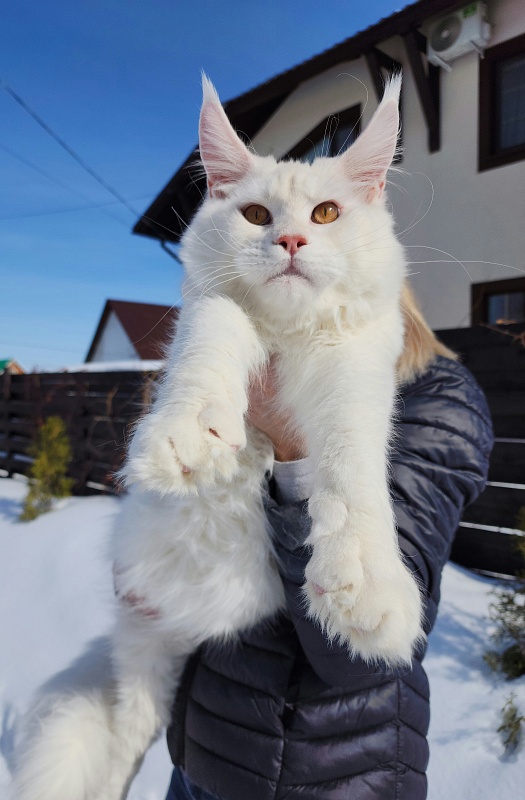 Obelix Cat  Akbars - Junior maine-coon 7 months 1.5 week