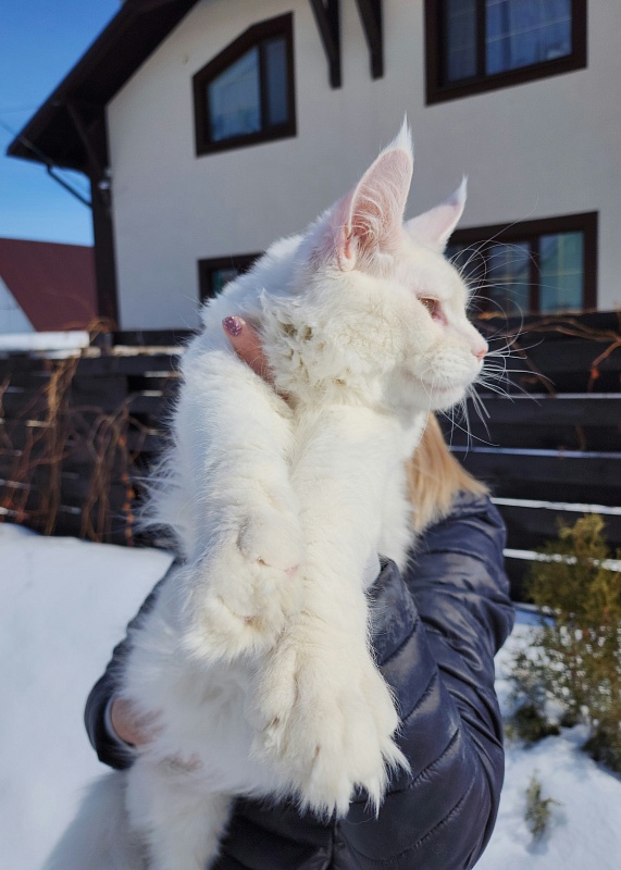 Obelix Cat  Akbars - Junior maine-coon 7 months 1.5 week