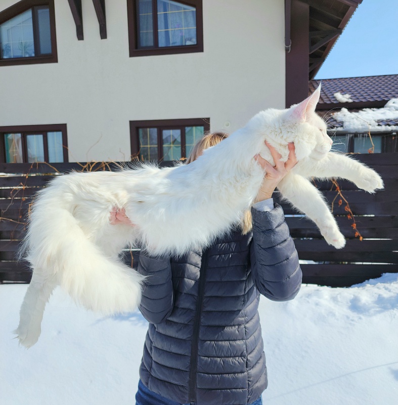 Obelix Cat  Akbars - Junior maine-coon 7 months 1.5 week