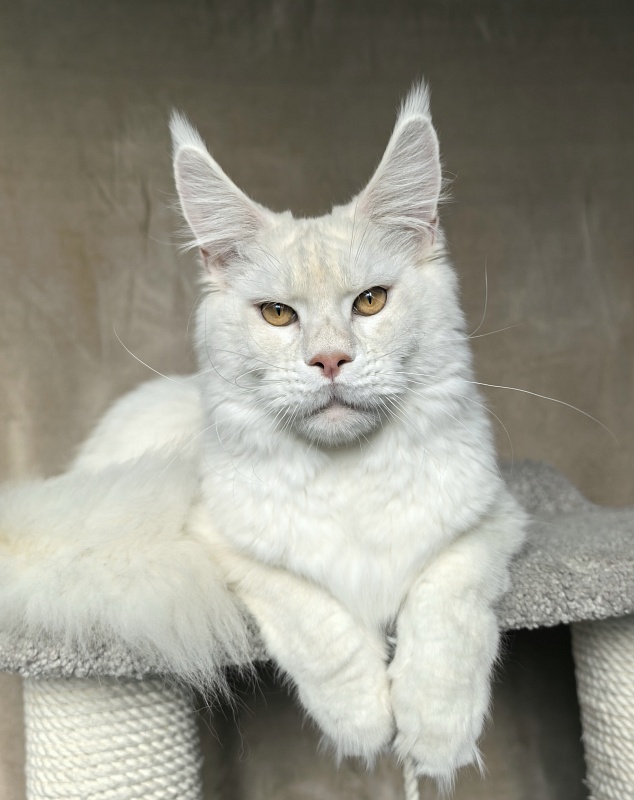 Obelix Cat  Akbars - Junior maine-coon 9 months