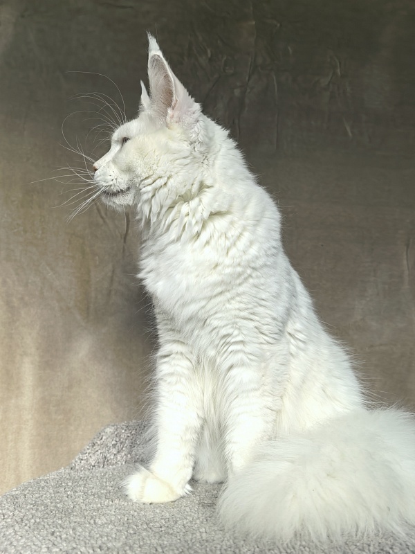 Obelix Cat  Akbars - Junior maine-coon 9 months