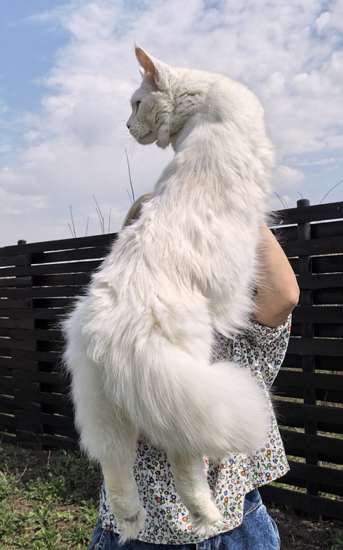 Obelix Cat  Akbars - Junior maine-coon 9 months