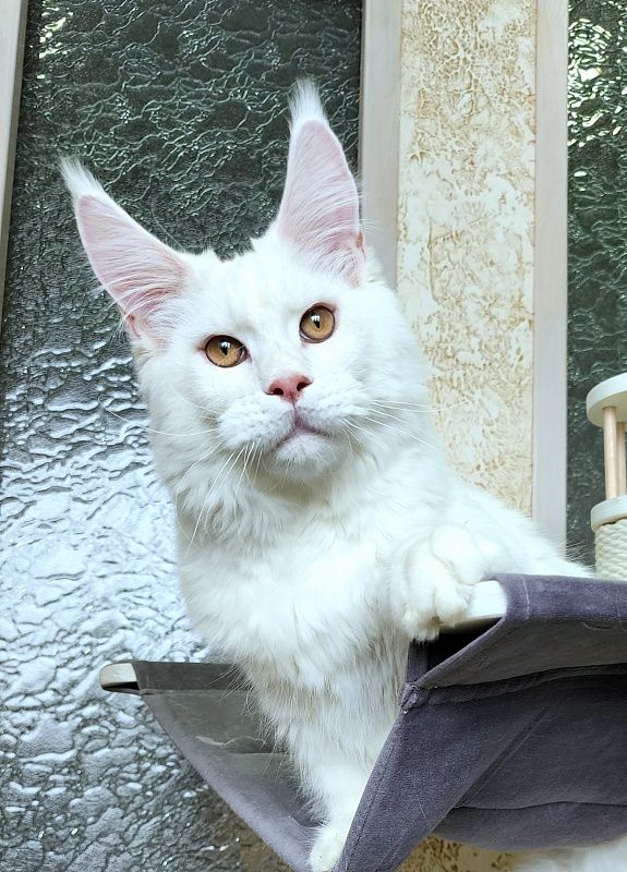 Obelix Cat  Akbars - Kitten maine-coon 6 months 1.5 week