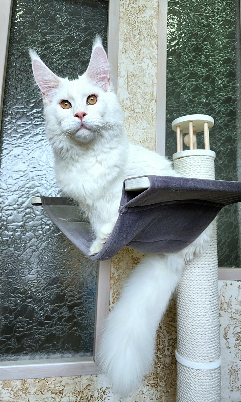 Obelix Cat  Akbars - Kitten maine-coon 6 months 1.5 week