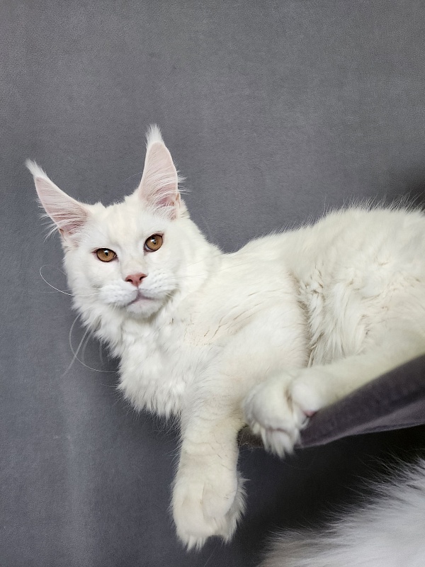 Obelix Cat  Akbars - Kitten maine-coon 6 months 1.5 week