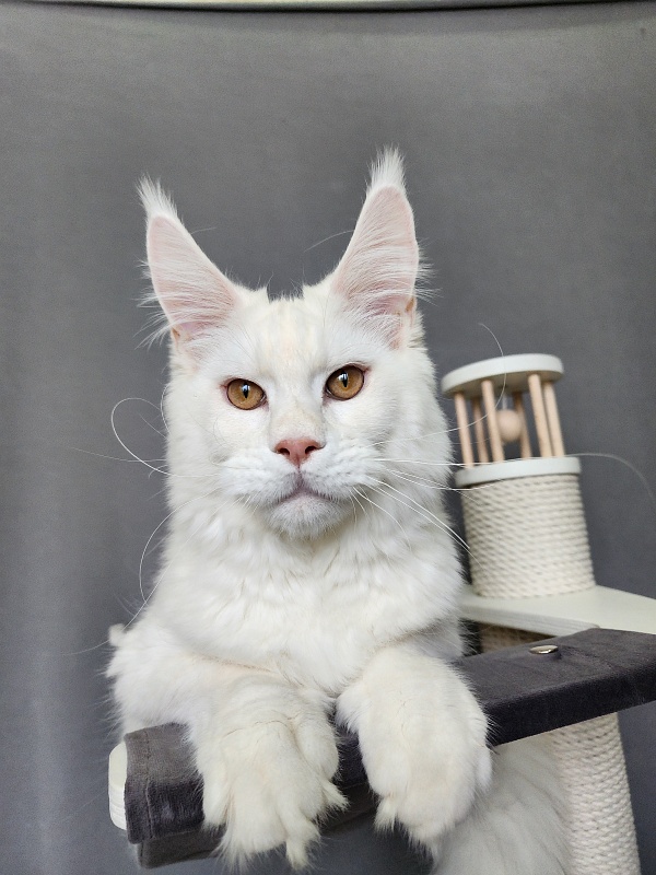 Obelix Cat  Akbars - Kitten maine-coon 6 months 1.5 week