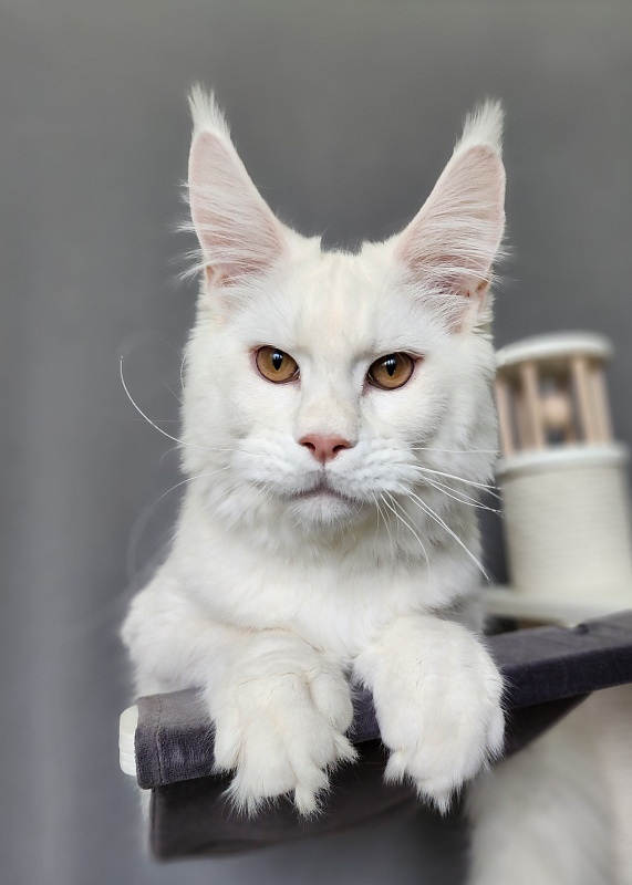 Obelix Cat  Akbars - Kitten maine-coon 6 months 1.5 week