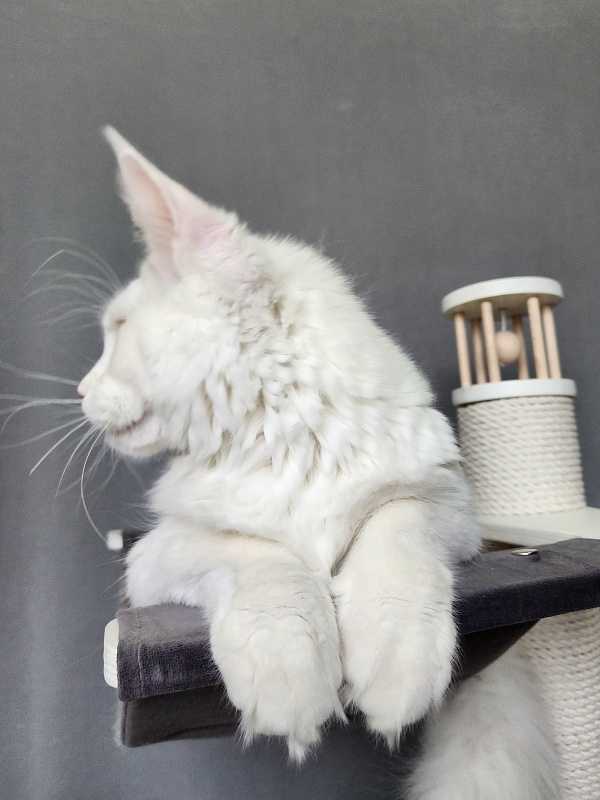 Obelix Cat  Akbars - Kitten maine-coon 6 months 1.5 week