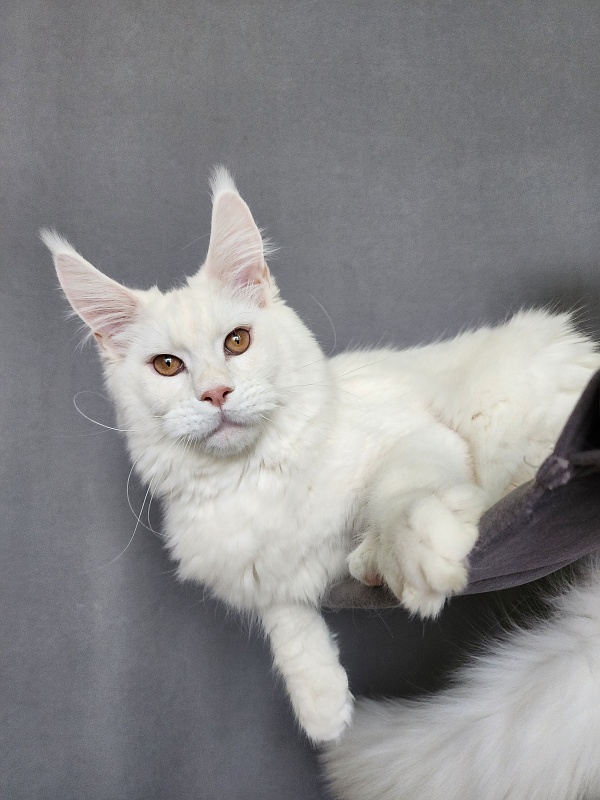 Obelix Cat  Akbars - Kitten maine-coon 6 months 1.5 week