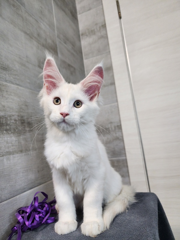 Omel Cat  Akbars ( PET) - Kitten maine-coon 2 months 2.5 weeks