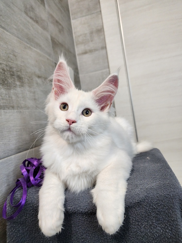 Omel Cat  Akbars ( PET) - Kitten maine-coon 2 months 2.5 weeks