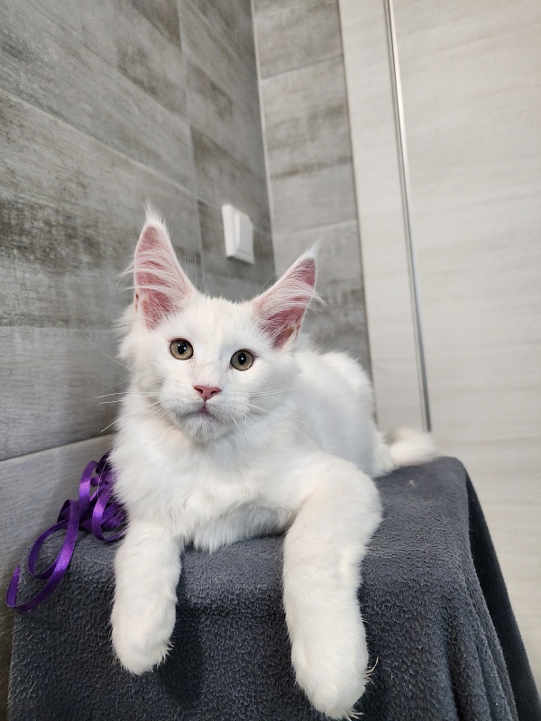 Omel Cat  Akbars ( PET) - Kitten maine-coon 2 months 2.5 weeks